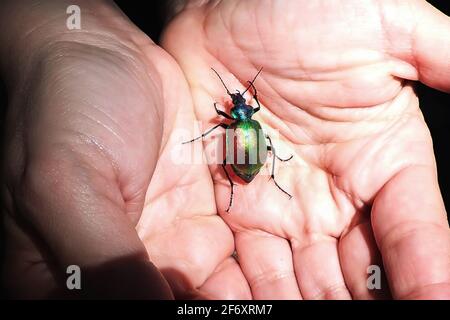 Nahaufnahme eines Käfers in den Händen einer Frau Stockfoto