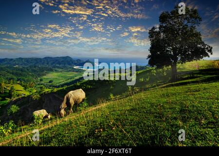 Rinder weiden auf einer Wiese mit Selong belanak Strand in der Ferne, Lombok, West Nusa Tenggara, Indonesien Stockfoto