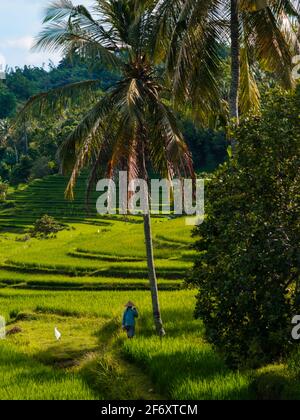 Rückansicht eines Bauern in einem tropischen Reisfeld, Mandalika, Lombok, West Nusa Tenggara, Indonesien Stockfoto