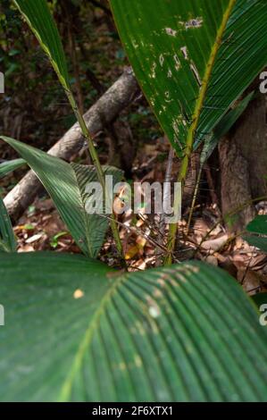 Secyehelles endemisch Palm Latanier Palme (Phoenicophorium Borsigianum). Insel La Digue. Stockfoto