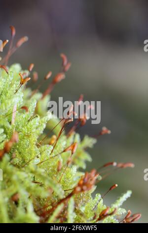 Moss Detail zeigt die Sporen-Fruchtköpfe, die an einem Zweig wachsen, North Pennines, Teesdale, County Durham, Großbritannien Stockfoto