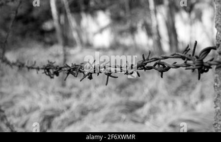 Rostiger Stacheldraht im Holz, Relikt des Kalten Krieges Stockfoto