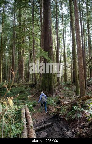 Rückansicht einer Frau beim Wandern im Wald, Avatar Grove, Vancouver Island, British Columbia, Kanada Stockfoto