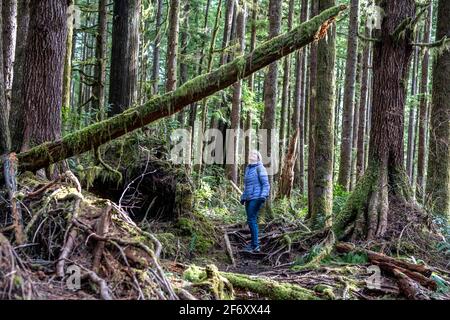 Frau, die auf hohe Bäume im Wald, Avatar Grove, Vancouver Island, British Columbia, Kanada, blickt Stockfoto