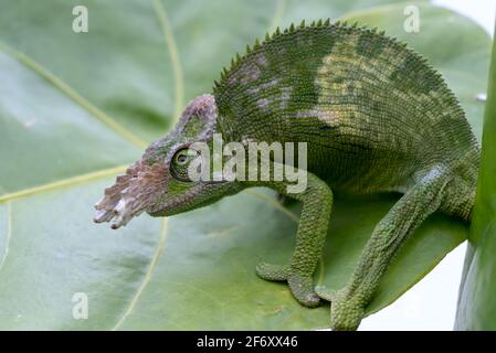 Nahaufnahme eines fischer Chamäleons auf Blatt, Indonesien Stockfoto