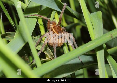 Weibchen von Fen Raft Spider (Dolomedes plantarius) mit Kokon Stockfoto