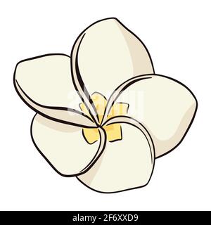 Handgezeichnetes weißes und gelbes Plumeria-Symbol isoliert auf weißem Hintergrund. Exotische Blume Vektor Illustration, flachen Stil. Linie drawindg Frangipani tropische Blume. Stock Vektor