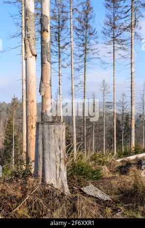 Waldszene mit beschädigten Bäumen und Baumstumpf, Schädlingsbefall durch Rindenkäfer (Scolytinae) in Westerwald, Rheinland-Pfalz, Deutschland, Europa Stockfoto