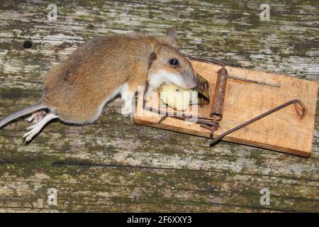 Maus in einer alten Mausefalle mit einem Stück Chesse Stockfoto