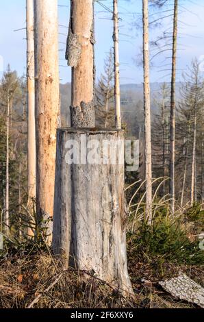 Waldszene mit beschädigten Bäumen und Baumstumpf, Schädlingsbefall durch Rindenkäfer (Scolytinae) in Westerwald, Rheinland-Pfalz, Deutschland, Europa Stockfoto