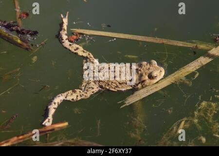 Im Frühjahr verlässt der Frosch den Überwinterungsplatz und sammelt sich in flachen Gewässern Stockfoto