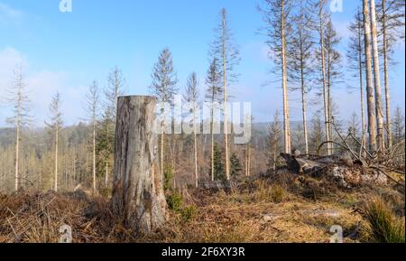 Waldszene mit beschädigten Bäumen und Baumstumpf, Schädlingsbefall durch Rindenkäfer (Scolytinae) in Westerwald, Rheinland-Pfalz, Deutschland, Europa Stockfoto