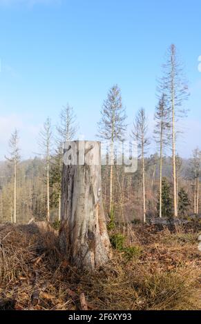 Waldszene mit beschädigten Bäumen und Baumstumpf, Schädlingsbefall durch Rindenkäfer (Scolytinae) in Westerwald, Rheinland-Pfalz, Deutschland, Europa Stockfoto