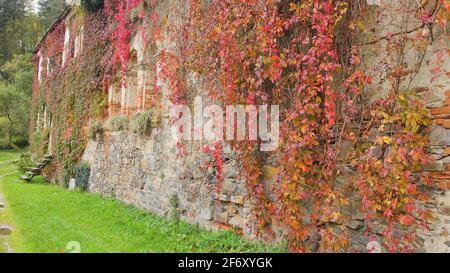 Bunte Blätter von Virginia-Kriechgang, Victoria-Kriechgang, fünfblättrigen Efeu oder fünf-Finger-Blätter (Parthenocissus quinquefolia) auf dem alten Gebäude im Herbst Stockfoto