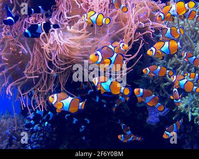 Clownfische schwimmen in einem Korallenriff, USA Stockfoto