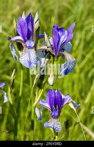 Blühende sibirische Iris (Iris sibirica) auf der Wiese Stockfoto