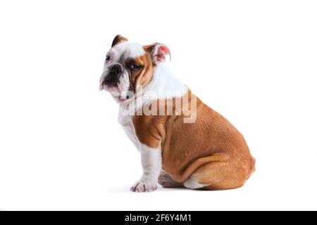 Französische Bulldogge in Pose Stockfoto