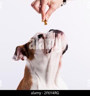 Französische Bulldogge, die Kekse isst Stockfoto