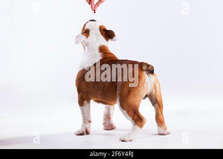 Französische Bulldogge, die Kekse isst Stockfoto