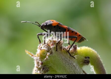 Kleiner Milchkrautbug extreme Nahaufnahme von der Seite Stockfoto