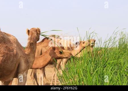 Eine Gruppe von Kamelen (Kamelen) in einem Naturschutzgebiet im Green Valley in Jeddah, Kamelzucht im Königreich. Stockfoto