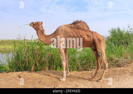 Eine Gruppe von Kamelen (Kamelen) in einem Naturschutzgebiet im Green Valley in Jeddah, Kamelzucht im Königreich. Stockfoto