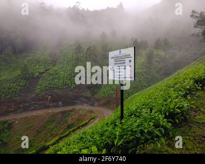 Kodaikalan Teeplantage. Beste Teepflanzen in Kodaikalan, Tamilnadu, Indien. Stockfoto