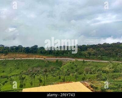 Kodaikalan Teeplantage. Beste Teepflanzen in Kodaikalan, Tamilnadu, Indien. Stockfoto