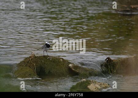 Die Bachstelze sitzt auf einem Felsen im Fluss Stockfoto