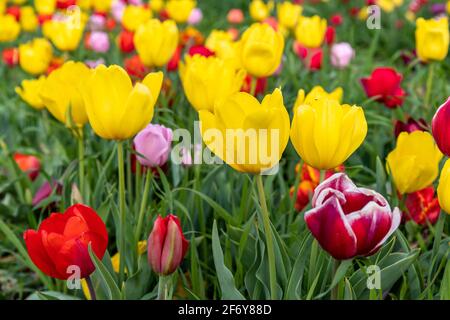 Eine bunte Explosion von bunten Tulpen in einem grünen Feld. Feeling the Springtime. Stockfoto