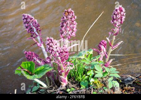 Gewöhnliche Butterbur Pflanze wachsende Feuchtgebiete Moor Rhabarber Butterbur Petasites hybridus Blumen Frühjahrs marginale Pflanze Frühlings Butterbur Blumen April Stockfoto