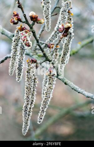 Populus tremula Kätzchen, eurasische Espe, Europäische Espe Stockfoto