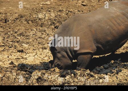 Eine Rhino-Kuh, die ihr Horn benutzt, um im Boden eines ausgetrockneten Wasserlochs in Schlamm zu graben. Ihr Kalb beobachtete und lernte. Fotografiert auf safa Stockfoto