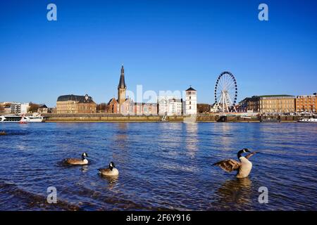 Panoramablick über den Rhein vom Düsseldorfer Stadtteil Oberkassel mit Lambertus-Kirche, historischem Burgturm und Riesenrad. Stockfoto