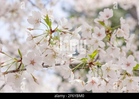 Im Frühling blüht auf dem Kirschbaum ein schönes weißes Blütenblatt Stockfoto