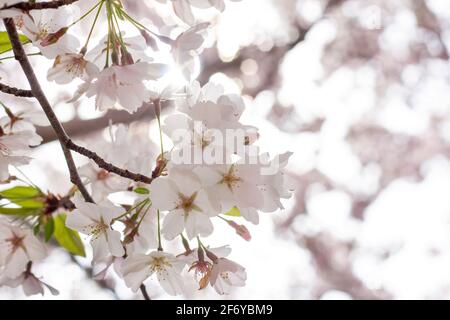 Verträumte weiße Kirschblüte blüht in voller saisonaler Frühlingsblüte Stockfoto