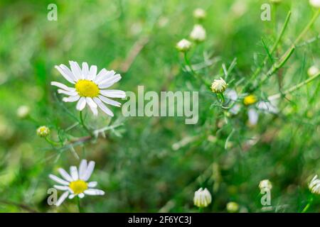 Grünes Gras und kleine Kamillen in der Natur Stockfoto