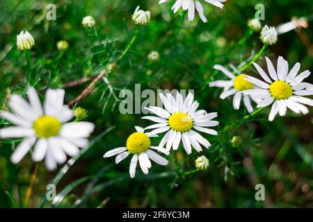 Grünes Gras und kleine Kamillen in der Natur Stockfoto