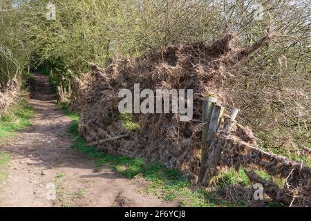 Die Trümmer aus dem Fluss Wharfe bei Wetherby wuschen sich aus Gegen einen Zaun und Hecke Stockfoto