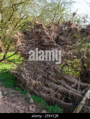 Die Trümmer aus dem Fluss Wharfe bei Wetherby wuschen sich aus Gegen einen Zaun und Hecke Stockfoto