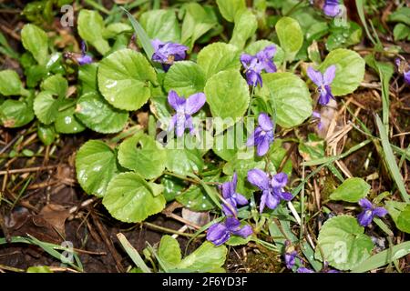 Viola odorata. Duftend. Violetter Blütenwald blüht im Frühling Stockfoto