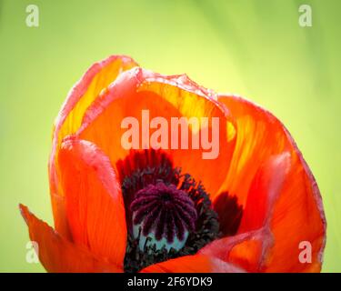 Nahaufnahme oder Makro von leuchtend orangefarbenem Mohn mit blauem und violettem Zentrum, das sich auf einem hellgrünen Hintergrund öffnet Stockfoto