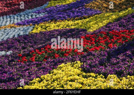 Helles, farbenfrohes Blumenbeet mit abstraktem Patchwork-Design in lila, gelb, rot und blau