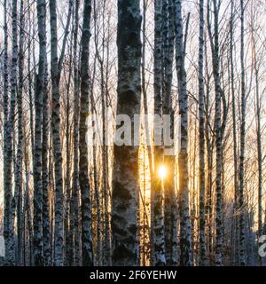 Sonnenlicht durch die Bäume in einem ruhigen Wald Stockfoto