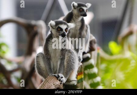 Bogor, Indonesien. April 2021. Am 2. April 2021 wird in einem Käfig im Royal Safari Garden in Bogor, Indonesien, ein Ringschwanz-Lemuren gesehen. (Foto von Adrian Adi/INA Photo Agency/Sipa USA) Quelle: SIPA USA/Alamy Live News Stockfoto