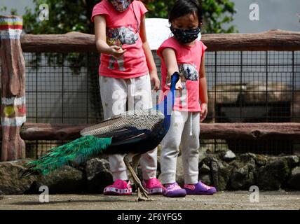 Bogor, Indonesien. April 2021. Ein kleines Mädchen trägt eine Schutzmaske und füttert einen Pfau während eines Osterurlaubs im Royal Safari Garden in Bogor, Indonesien, am 2. April 2021. (Foto von Adrian Adi/INA Photo Agency/Sipa USA) Quelle: SIPA USA/Alamy Live News Stockfoto