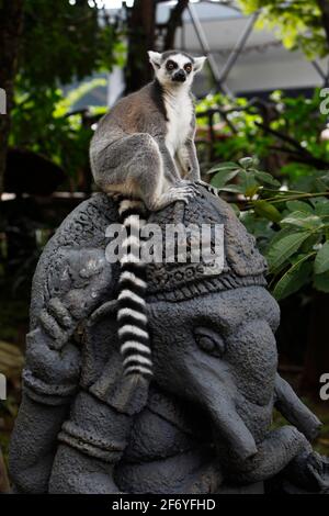 Bogor, Indonesien. April 2021. Am 2. April 2021 wird in einem Käfig im Royal Safari Garden in Bogor, Indonesien, ein Ringschwanz-Lemuren gesehen. (Foto von Adrian Adi/INA Photo Agency/Sipa USA) Quelle: SIPA USA/Alamy Live News Stockfoto