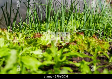 Unschärfe-Grüngemüse Gartenarbeit. Zwiebel, Lauch, Aragula, Spinat, Salat, Salat. Grüne, Grün in Bogen Solarhaus. Ökologischer Landbau, Saatgutl Stockfoto