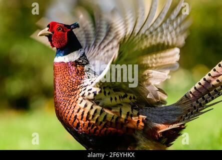 Faasant ruft und flatternden Flügeln Stockfoto