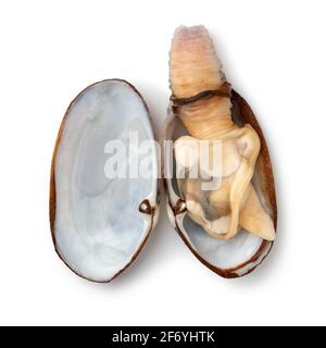 Einzelne gekochte weiche Muschel Muschel in der offenen Muschel isoliert Auf weißem Hintergrund Stockfoto